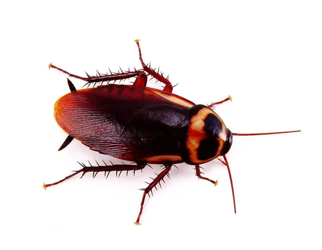 American cockroach