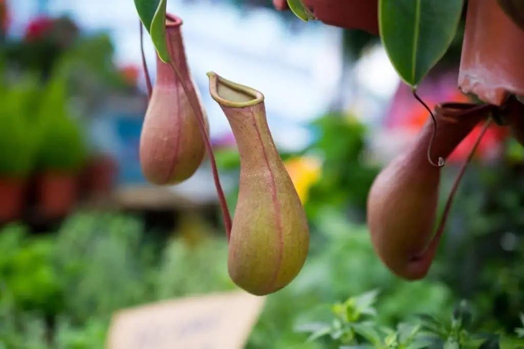 Tropical Pitcher Plant (Nepenthes spp.).