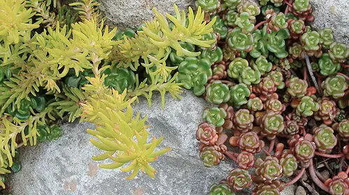 #3. assorted Sedums