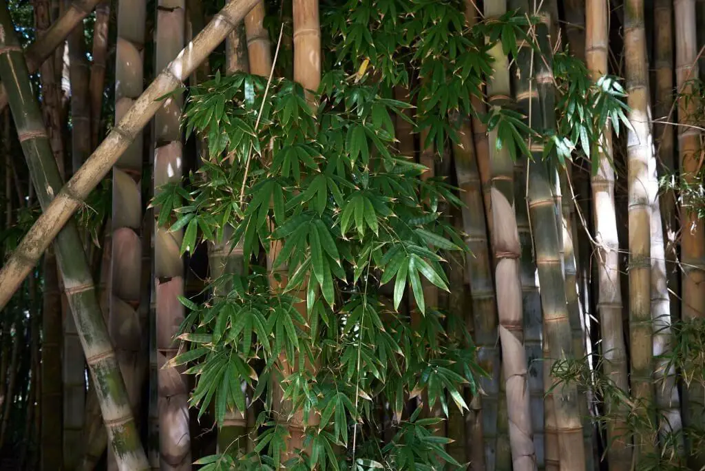 Giant Bamboo (Dendrocalamus giganteus)