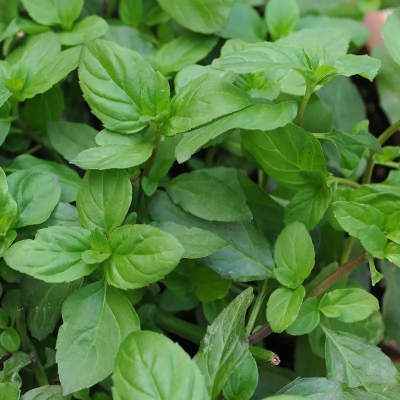 Basil mint, Mentha x piperita citrata