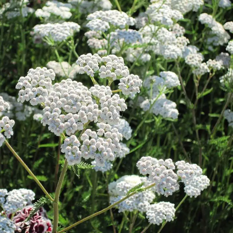 #11. Yarrow (Achillea millefolium)