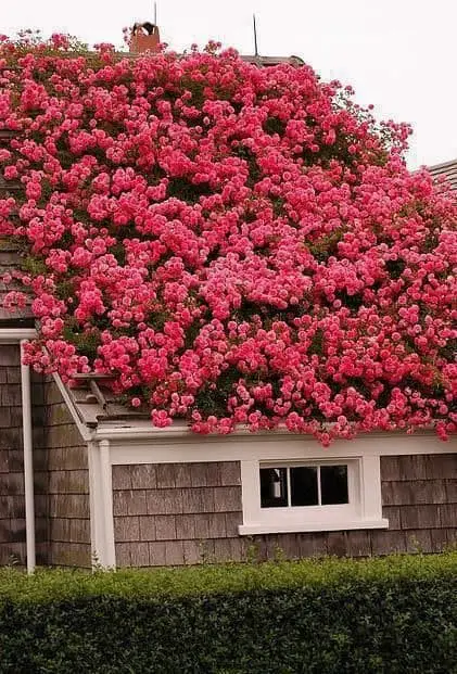 Roses on the roof