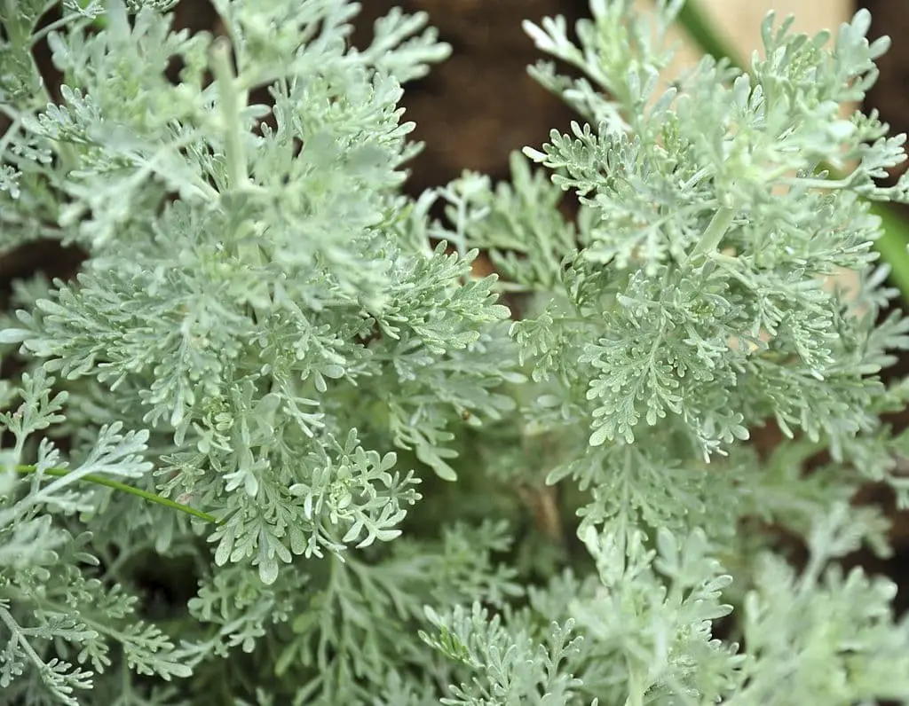 Wormwood