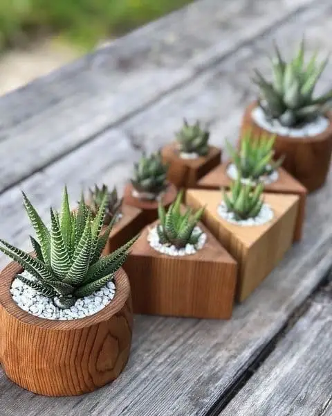 Succulent Gardens in Wooden Pots