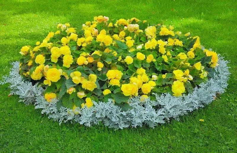 Circular Flower Bed