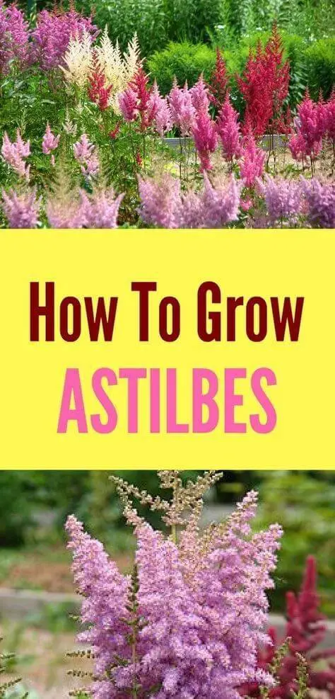 #2. How to grow astilbes