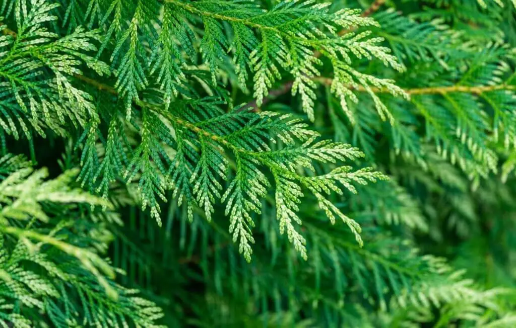 Western Arborvitae ‘Zebrina’ (Thuja Plicata ‘Zebrina’)