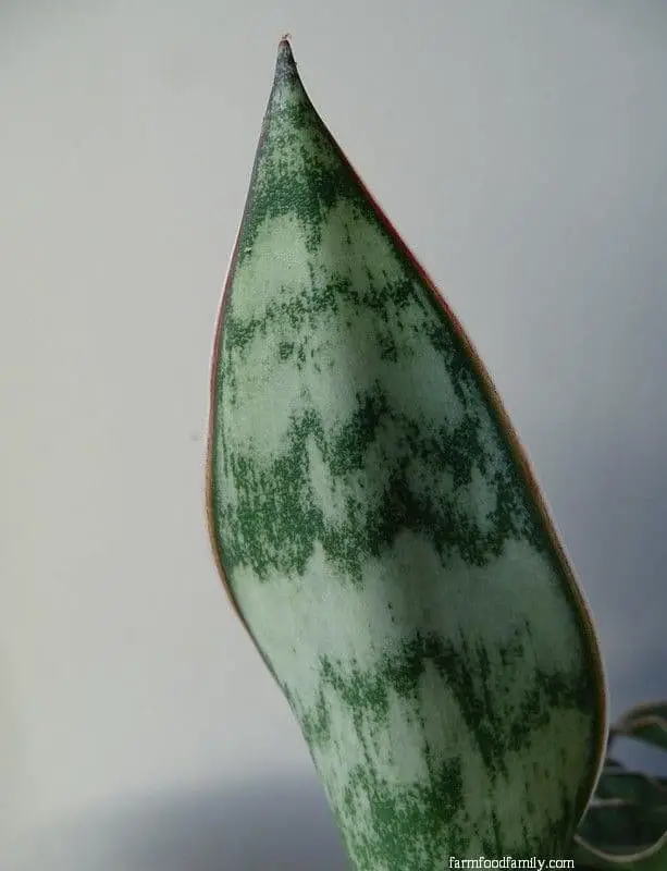 Sansevieria longiflora