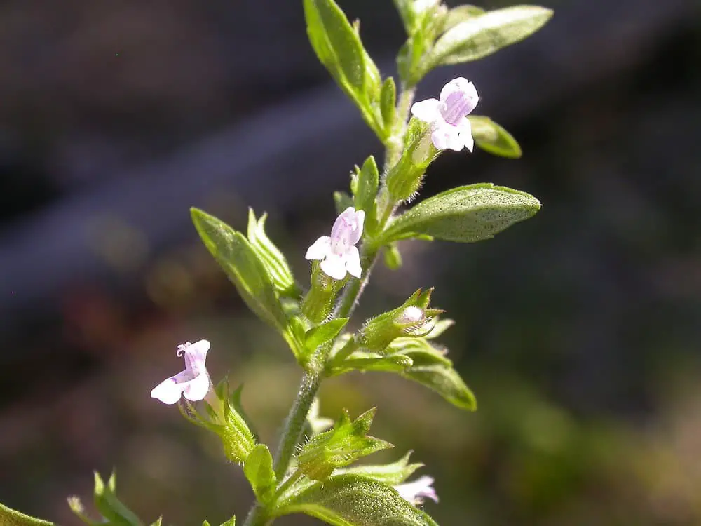 American Pennyroyal (Hedeoma pulegioides).