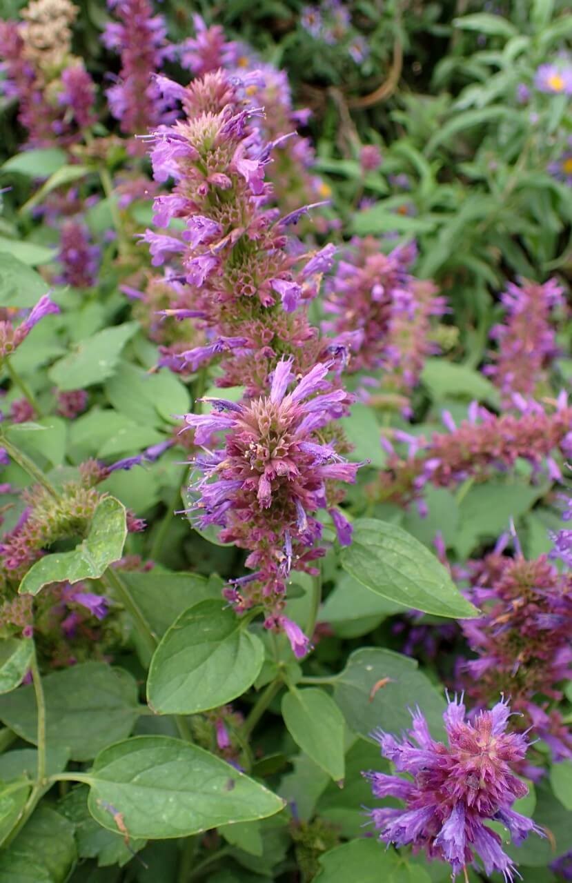 Favorite Agastache Blooms in Almost Any Color