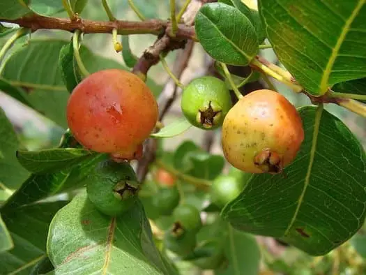 Mountain Guava.