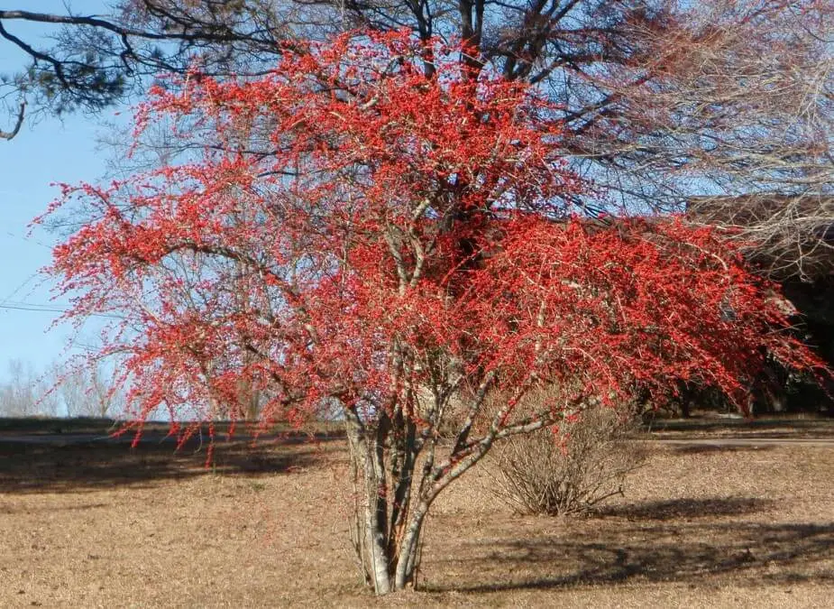 Possumhaw Holly (Ilex decidua)