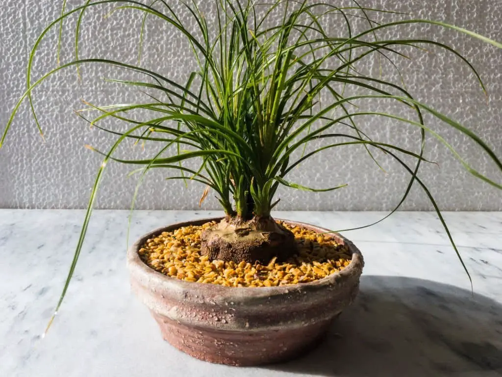 Ponytail Palm (Beaucarnea Recurvata).