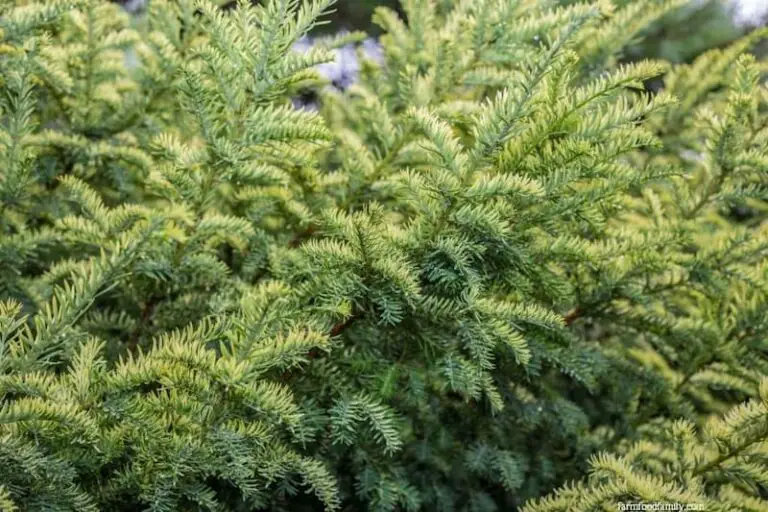 39 Small And Dwarf Evergreen Shrubs For Small Landscapes