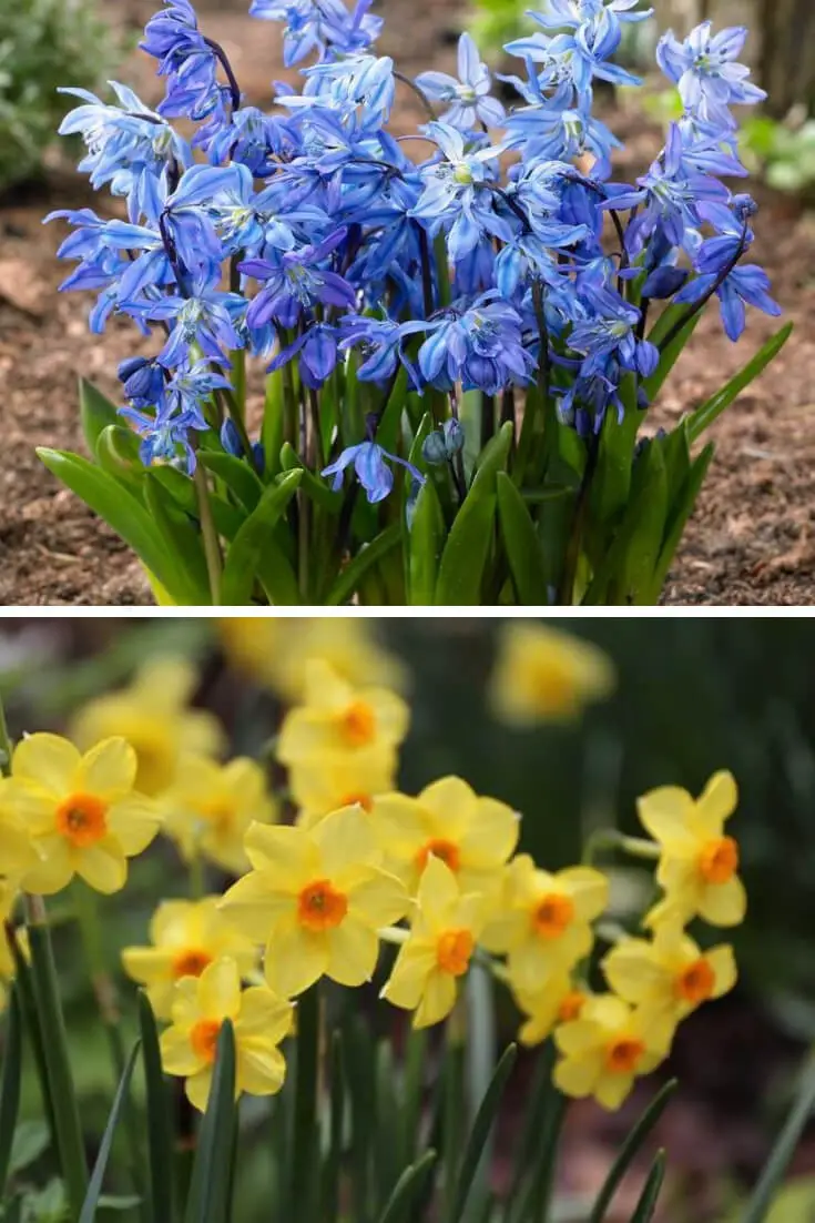 Spring-Blooming Bulbs Design Ideas