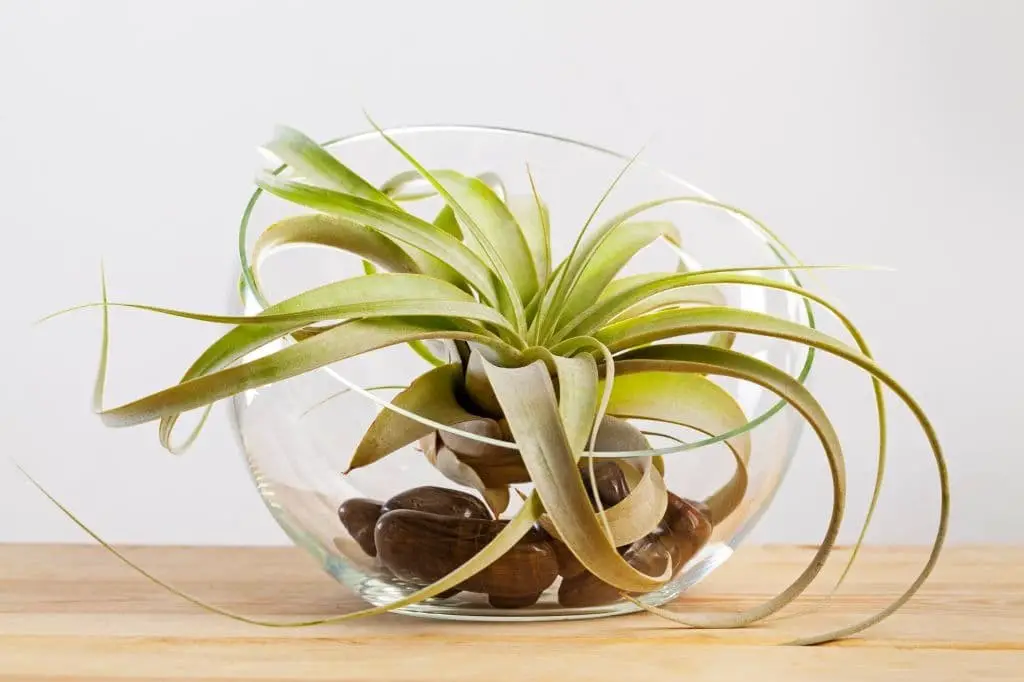 Xerographica (Tillandsia xerographica)