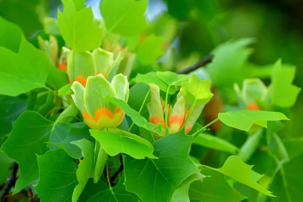 Tulip tree (Liriodendron tulipifera).