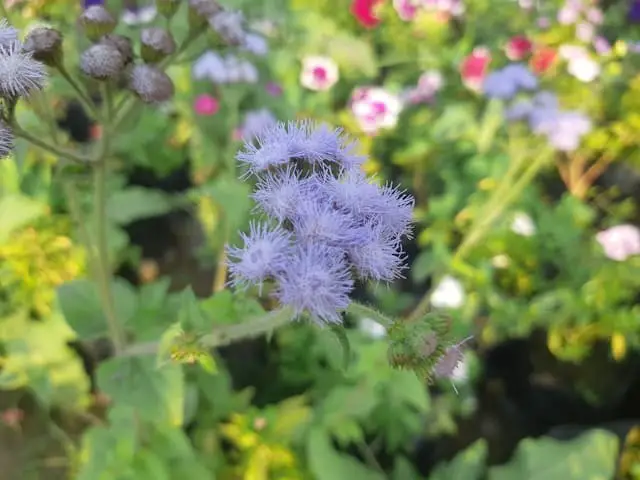 Ageratum