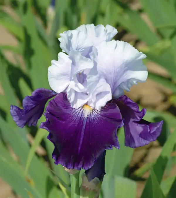 #3. Bearded Iris Iris