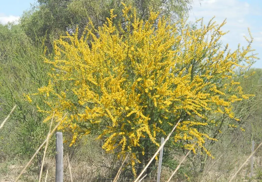 Palo Brea (Parkinsonia praecox).