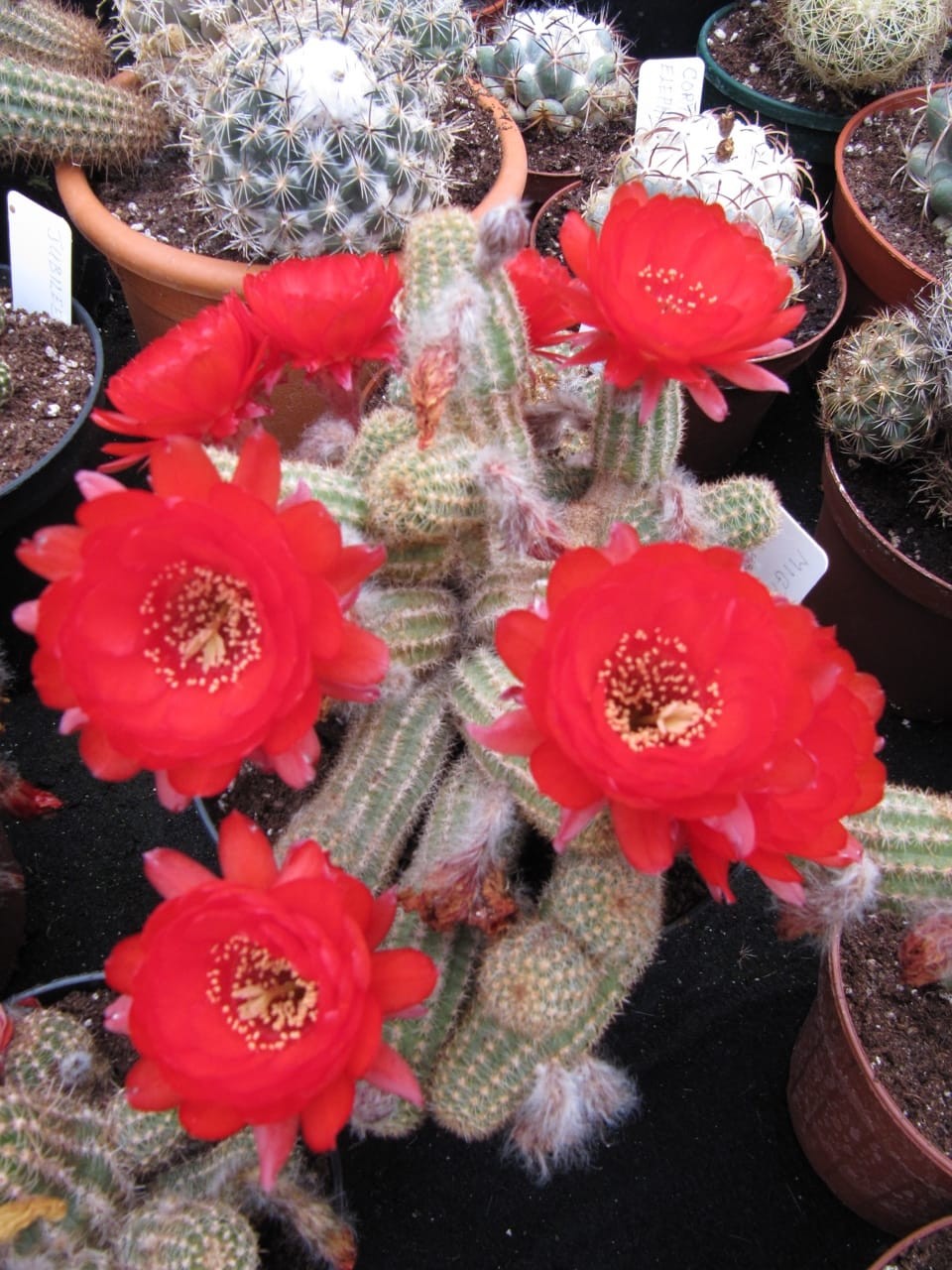 Peanut Cactus (Echinopsis Chamaecereus)