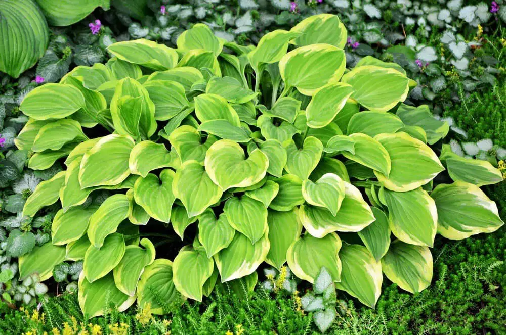 Golden Tiara hosta