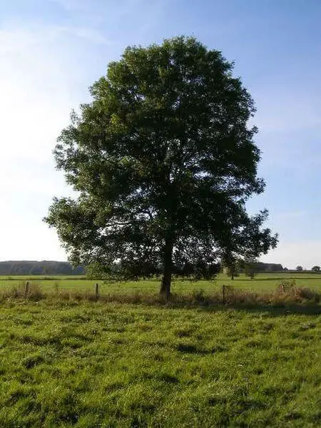 Ash trees (Fraxinus)