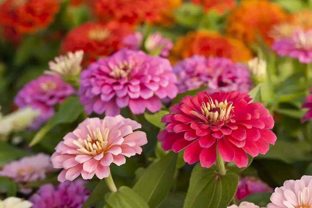 Zinnia