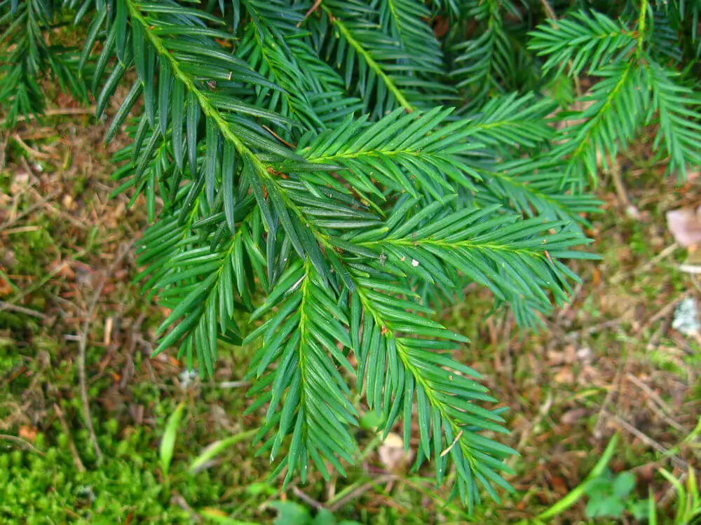 Taxus baccata ‘Repandens’ – Spreading English Yew