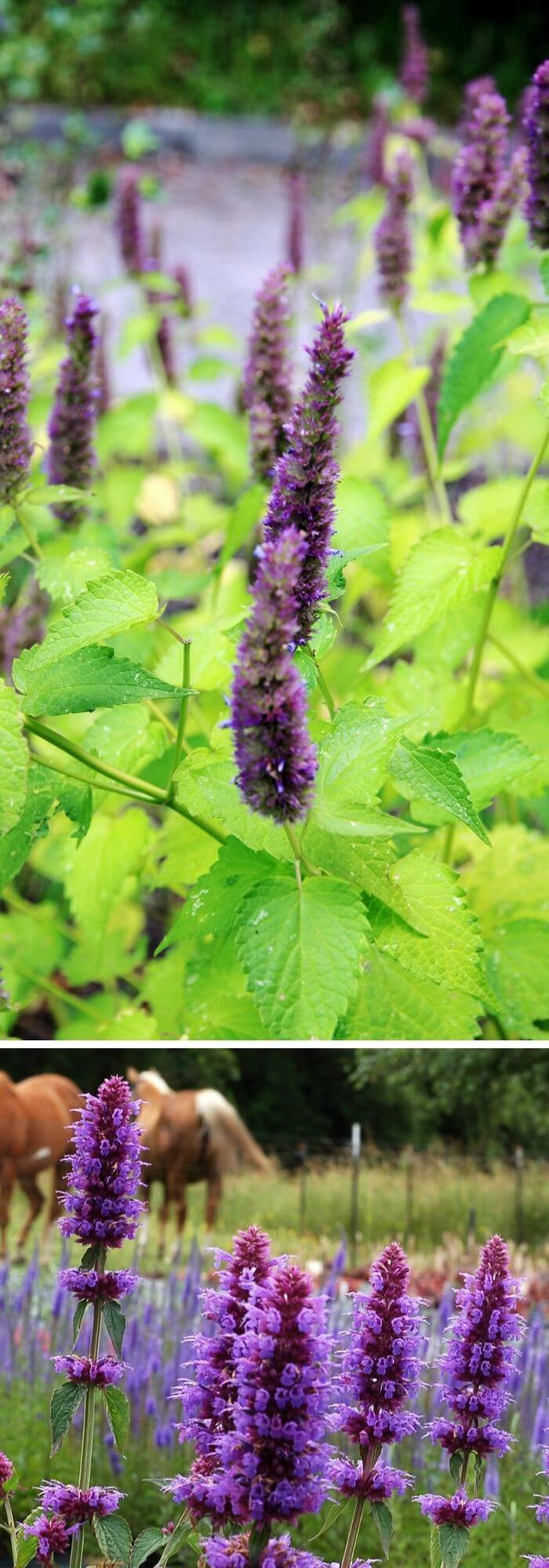 Agastache (Giant hyssops)