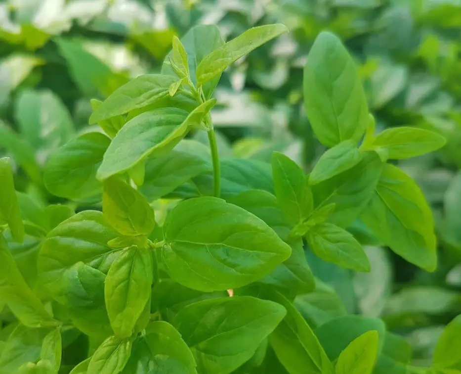 River mint, Mentha australis