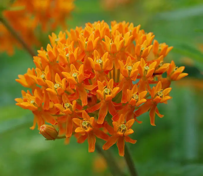 Regions of Butterfly Weed