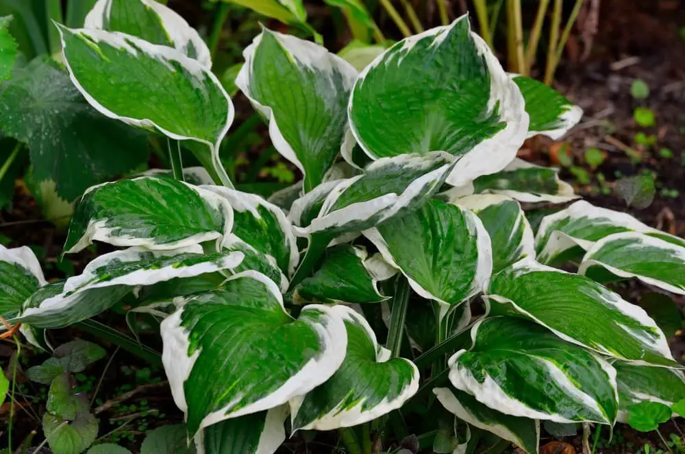 Hosta Patriot