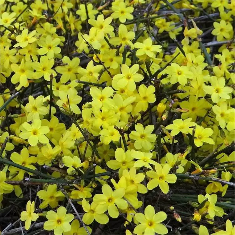 #1. Jasminum nudiflorum (winter flowering jasmine)