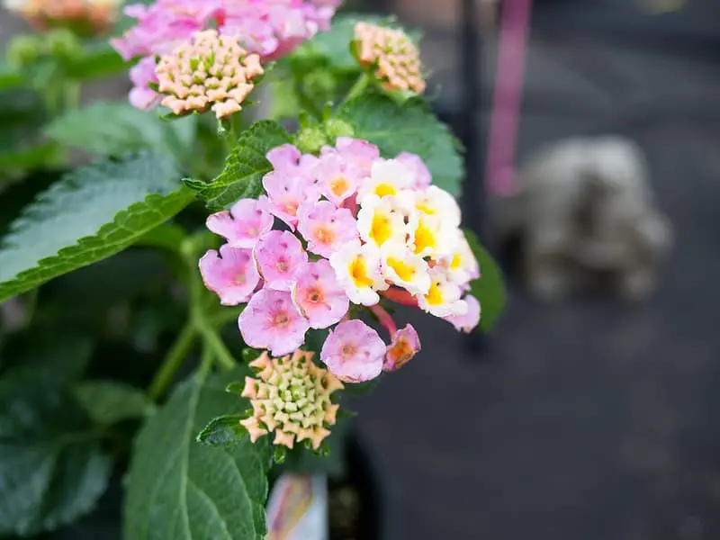 The Lantana Hybrid Camara as a Houseplant