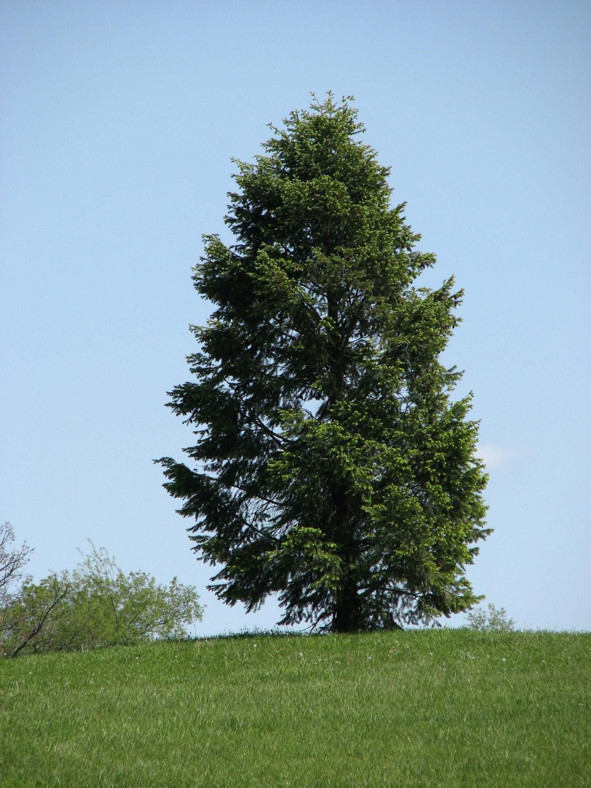 Conifer trees