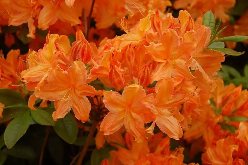 Golden Lights Azalea (Rhododendron ‘Golden Lights’)