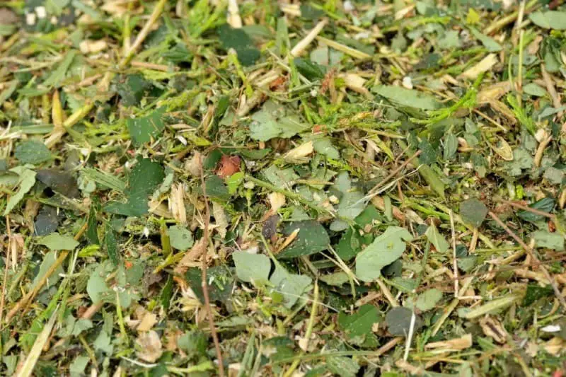 Shredded leaves