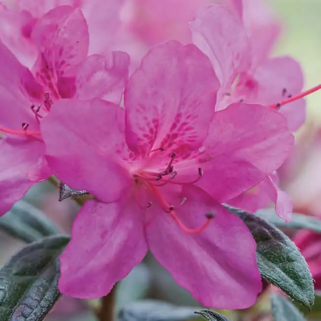 Autumn Amethyst Encore Azalea (Rhododendron ‘Conlee’ AUTUMN AMETHYST)