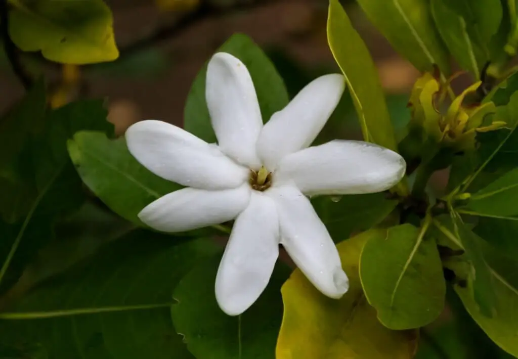 Gardenia brighamii (forest gardenia)