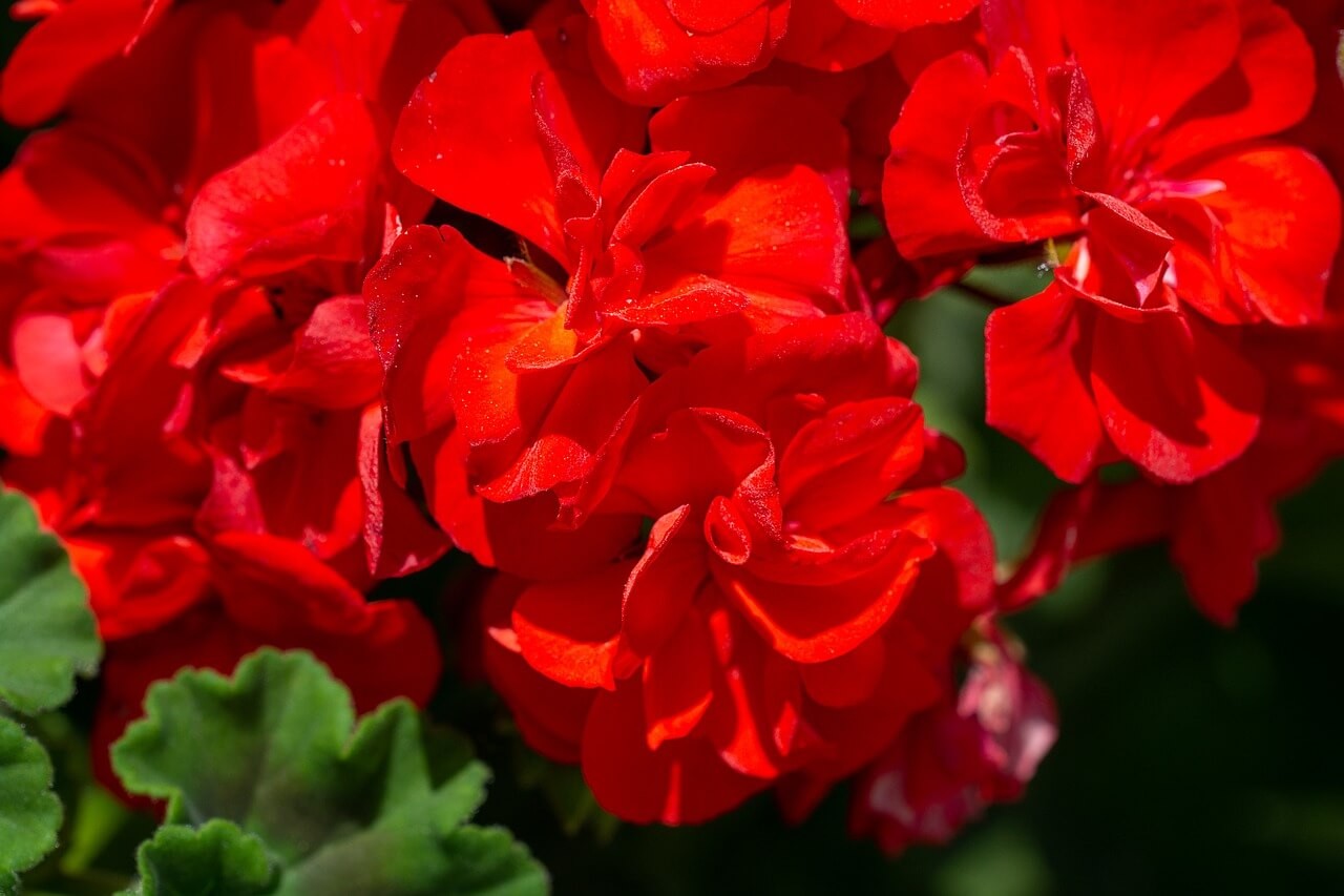 Geranium