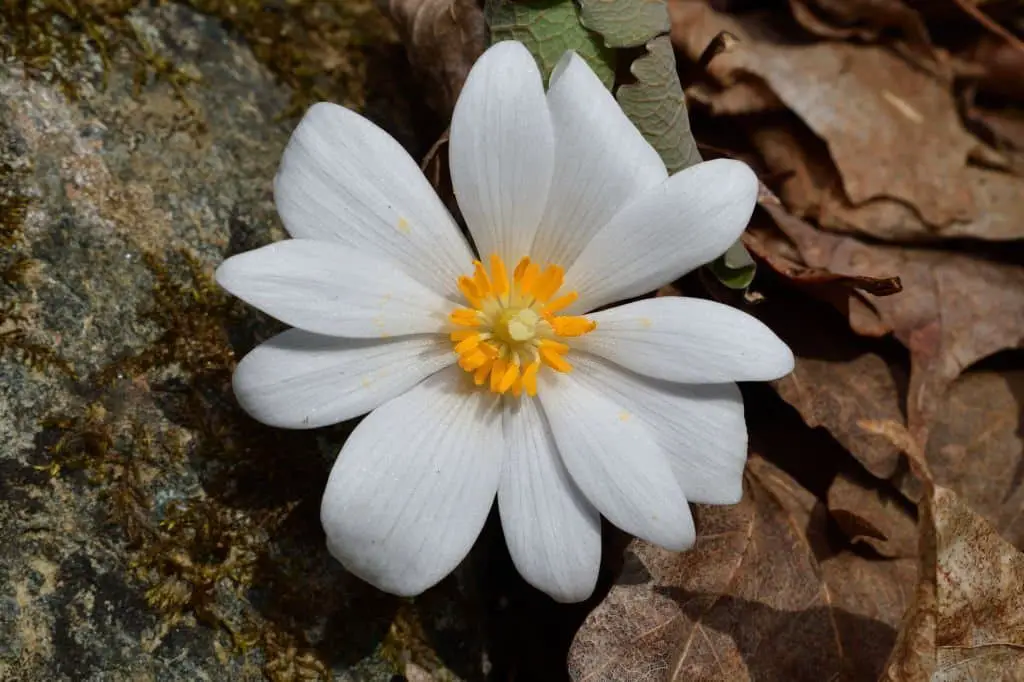 Bloodroot (Sanguinaria canadensis).