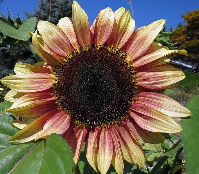 Ruby Eclipse sunflower