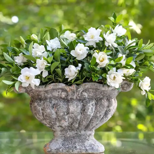 Gardenia jasminoides ‘Jubilation’ (Jubilation Gardenia)