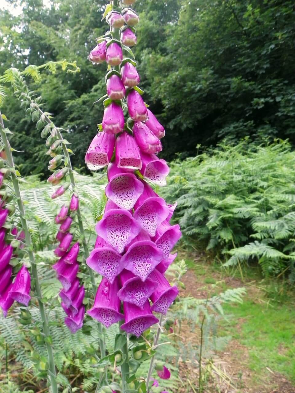 Where to Plant Foxgloves