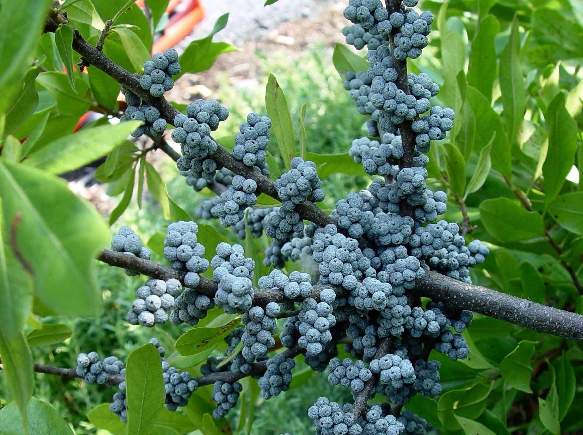 Colorful Viburnum Berries to Feed Birds