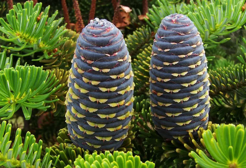 Korean spruce (Picea koraiensis)