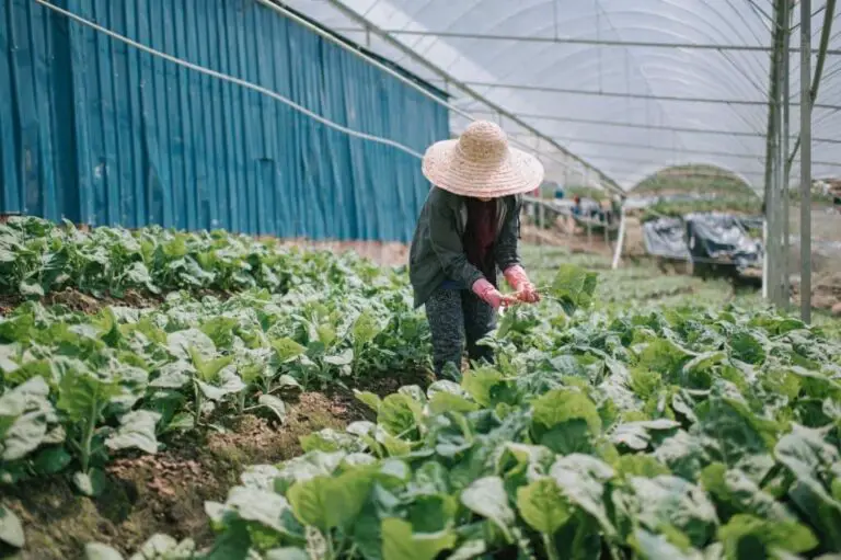 11 Types Of Crops Great For Vertical Farming