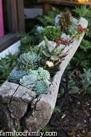 Succulent planter